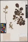 Foto von Salix aurita L.